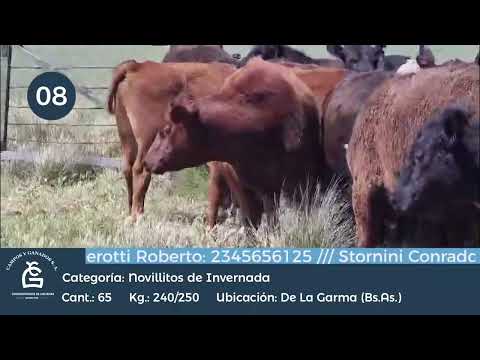 Lote Novillitos Inv - De la Garma Bs As