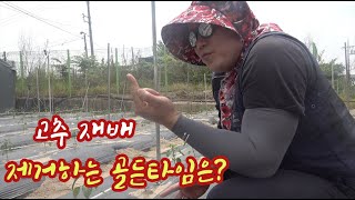 고추 재배 측지(곁순)를 제거하는 골든타임은 언제일까?? 일찍 할까?? 늦게 할까??