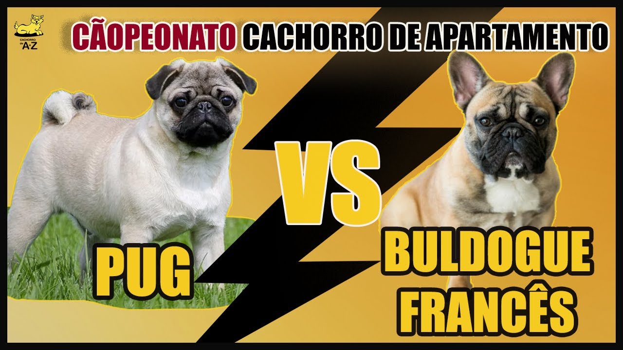 🥊 [QUEM GANHA?] PUG ou  BULDOGUE FRANCÊS