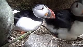 Atlantic Puffin Burrow Cam   baby puffins   Explore org   Google Chrome 6 26 2019 11 02 52 AM