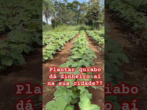 Plantio de quiabo aqui em Paraíso do Tocantins-TO isso da dinheiro aí ? #agro