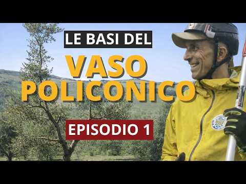 The Mistake Everyone Makes When Pruning Olive Trees