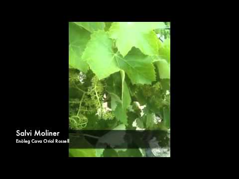 Cava Oriol Rossell - Formació del raïm
