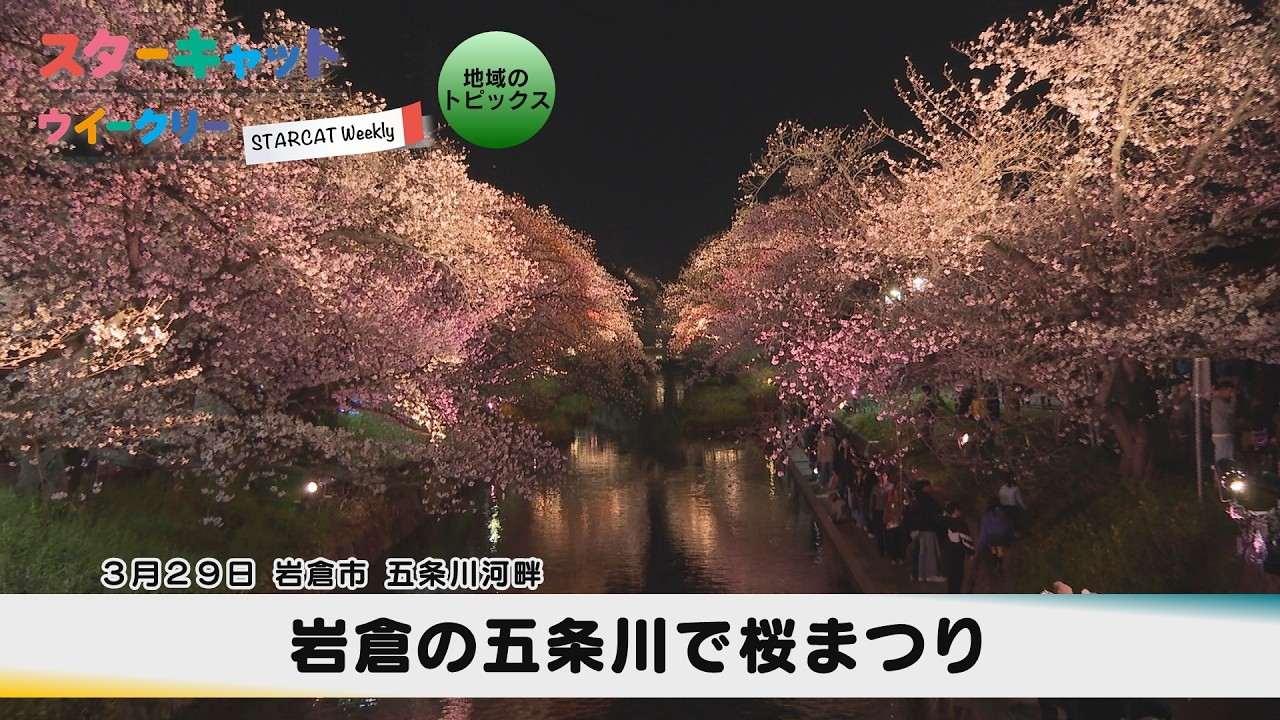 岩倉の五条川で桜まつり【スターキャットウイークリー】2026年4月2日放送