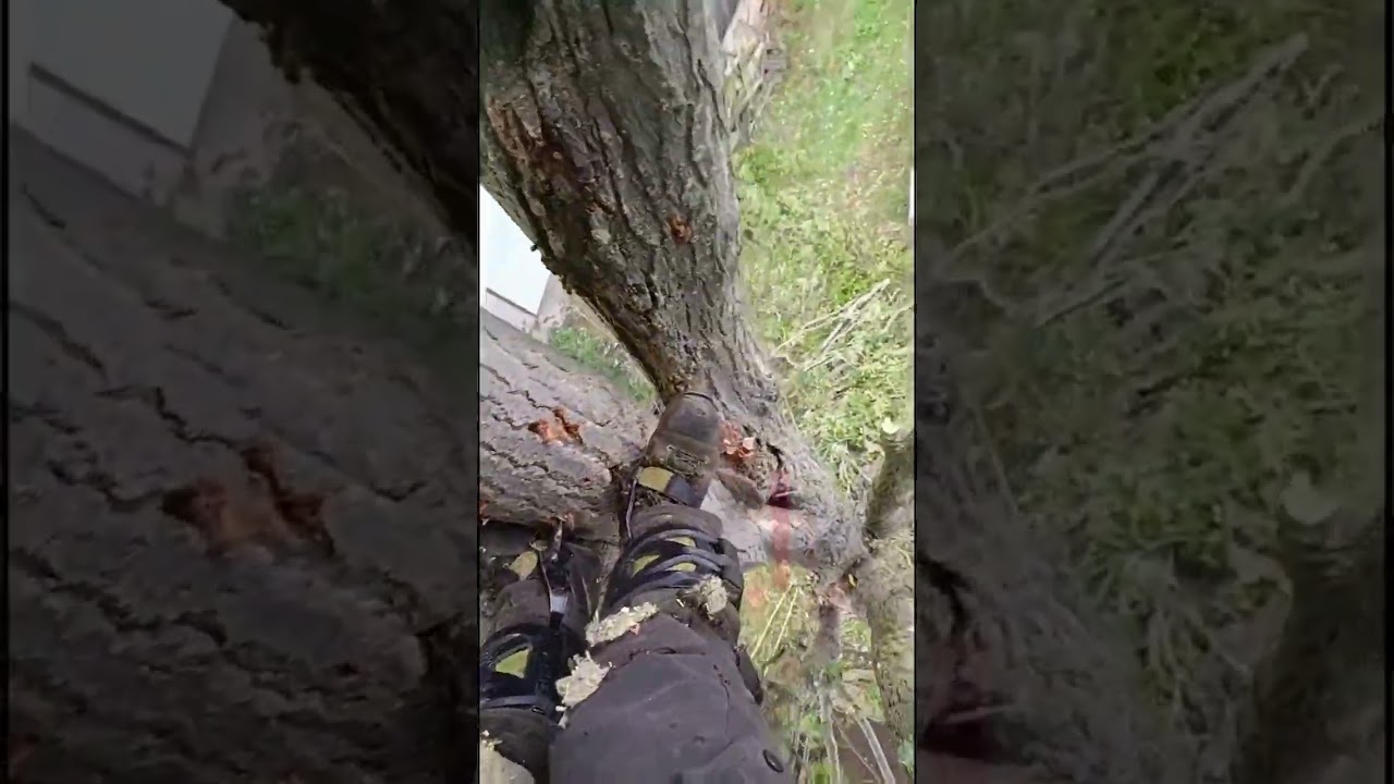 Video thumbnail - Get to Know The Moving Trees