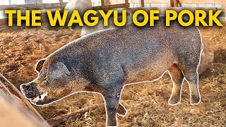 How to Breed the Ultimate Pig | The Old Line Duroc