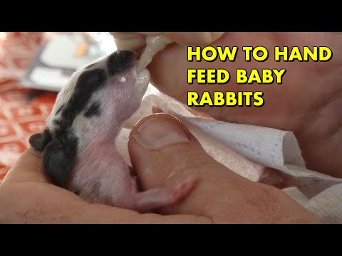 How to hand feed a baby rabbit ( How to feed milk to a baby rabbit )  Hand feeding baby rabbits