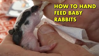 How to hand feed a baby rabbit ( How to feed milk to a baby rabbit )  Hand feeding baby rabbits