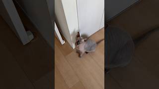 ごはんが待ちきれない猫スルタン【スフィンクス】