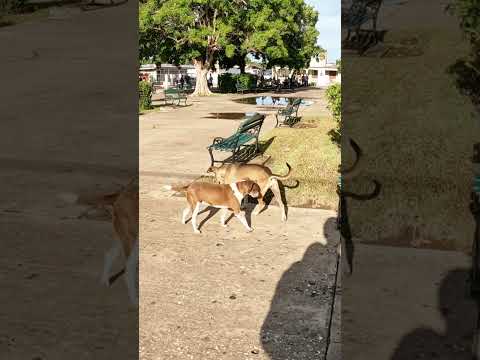 En Quemado de Güines cuidan los Perritos ❤️❤️❤️ #cuba