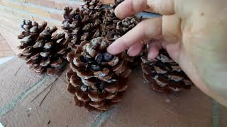 HOW DO YOU GET SEEDS FROM PINE CONES