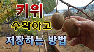 [텃밭농부.855]  키위의 수확과 저장방법 #키위재배