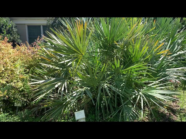 Προφορά βίντεο Alpinia Zerumbet στο Αγγλικά