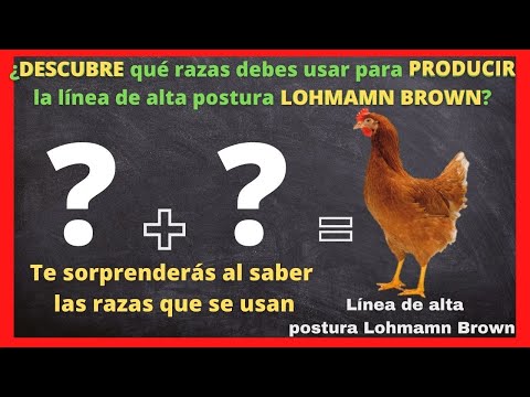 , title : 'Crianza de aves de corral lohmamn brown, gallina ponedora de alto rendimiento y bajo consumo.'