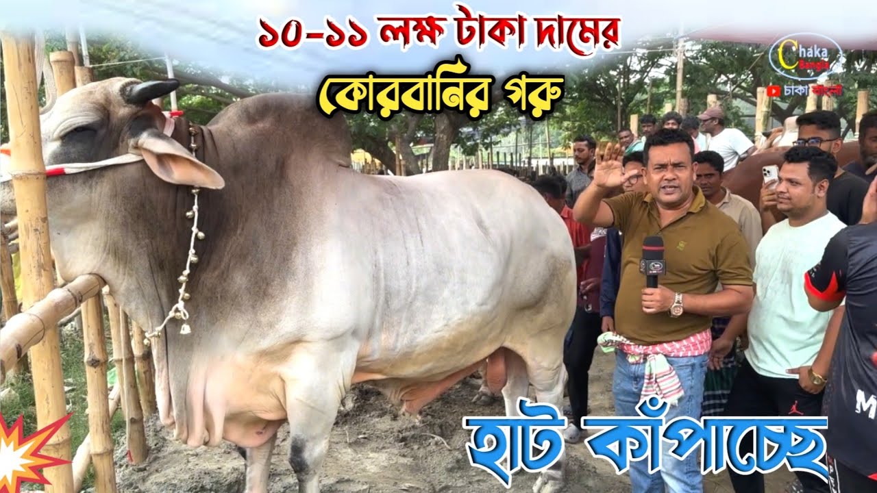 ১০-১১ লক্ষ টাকা দামের দেশ সেরা বড় বড় গরু হযরতপুর হাটে! qurbani cow price 2025