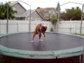 Pies na trampolinie.
