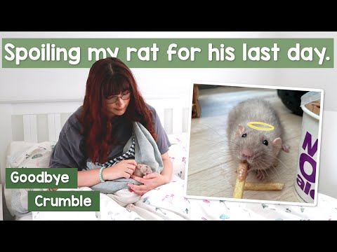 Spoiling my rat for his last day.