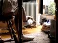 HAL basset hound --- vs cats! 