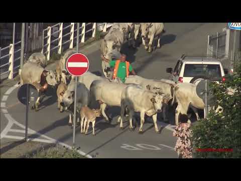 PICCOLA TRANSUMANZA DI MUCCHE DI RAZZA PIEMONTESE E VITELLINI A ROBILANTE (CN) LUN. 4 - 7 - 2022.