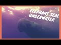 Elephant Seal Underwater A Sausage On Land And A Beast In The Water
