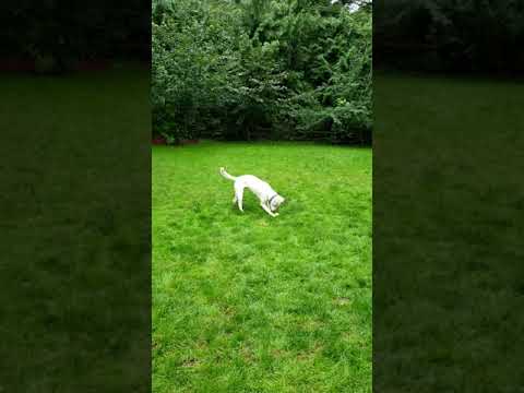 Ghost, an adopted Catahoula Leopard Dog in Portland, OR_image-1