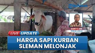 Permintaan Hewan Kurban Jelang Idul Adha Melonjak, Harga Sapi di Pasar Ambarketawang Sleman Naik