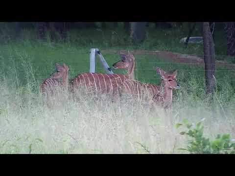 Djuma: Nyalas at the lodge fence - 18:22 - 01/19/21