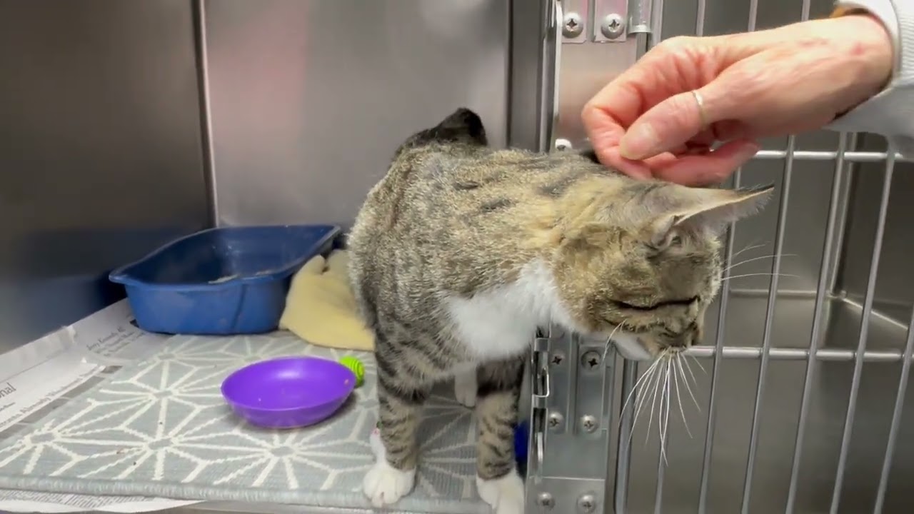 Princess , a ADOPTABLE Domestic Short Hair in Clifton, NJ video 6/6