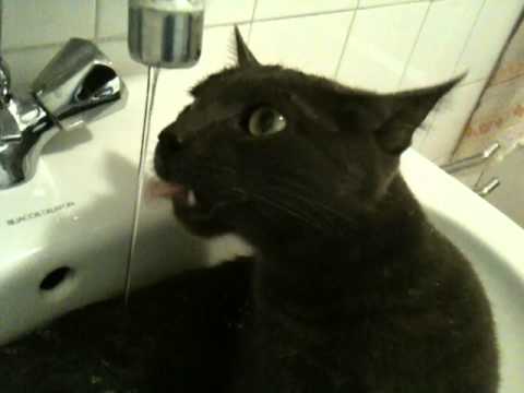 chat sous le robinet
