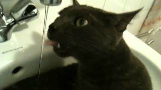 chat sous le robinet