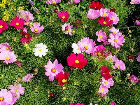 фото семена бархатцев, космеи и турецкой гвоздики. 0