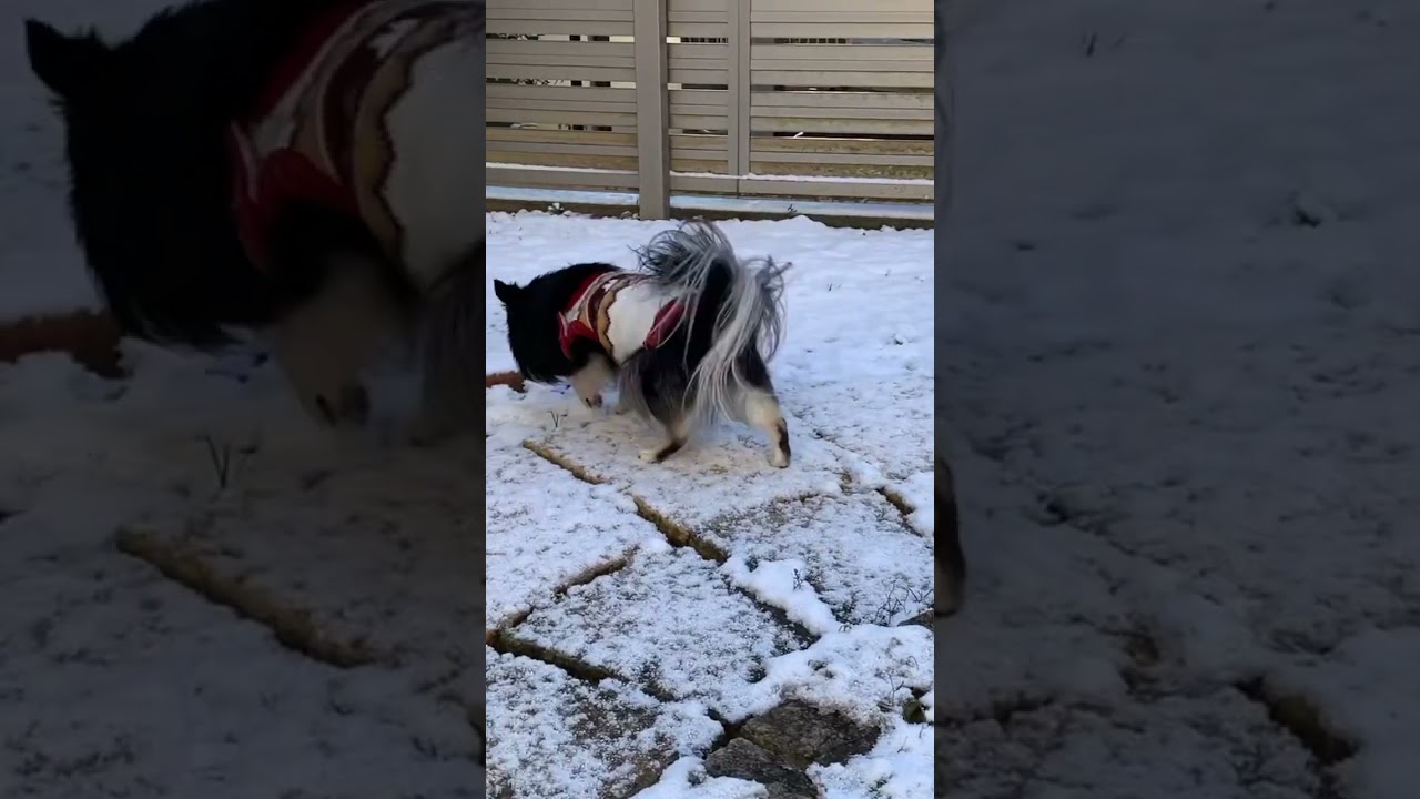 チワワ、初めての雪