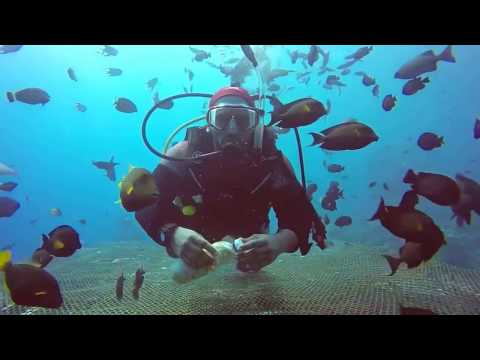 الغوص في اجمل بحار العالم البحر الاحمر جدة السعودية diving in the red sea jeddah saudi arabia