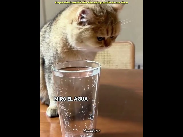 Vídeo relacionado con El Señor de los Gatos - Gatito Amante Gatito Dueño Camiseta