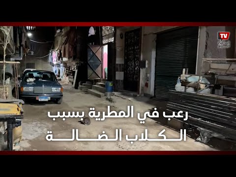 رعب في المطرية.. الكلاب تهاجم الأهالي وتمزق أجسادهم