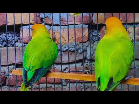 Cute Lovebird Chirping: 2 Hours of Relaxing Parakeet Sounds to Reduce Stress-Singing Love Birds