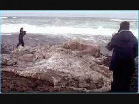 Creepozoids and Masai Bey The Exception