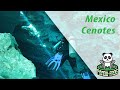 Snorkeling and Diving a couple Cenotes in Mexico