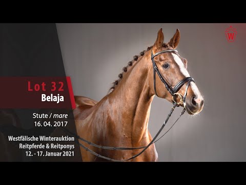 Trainingsvideo Winterauktion Lot 32 Belaja Stute v. Borsalino - Florestan I