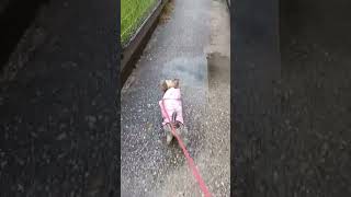 雨上がりカッパ着て散歩するももちゃん#犬のいる暮らし #ヨーキー #癒し #散歩 #可愛い