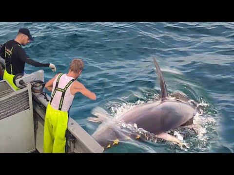 Amazing Gian Tuna Fishing longline Handline Skill - Fishing Big Tuna  Videos #02