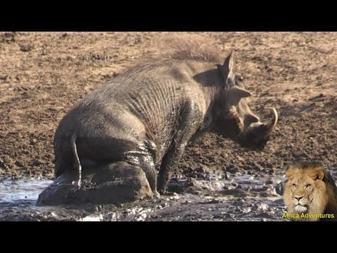 Warthog Scratching The Itch...