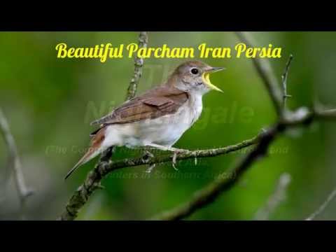 download lagu mp3 mp4 صدای بلبل, download lagu صدای بلبل gratis, unduh video klip Download صدای بلبل Mp3 dan Mp4 Youtube Gratis