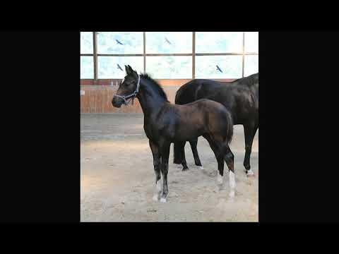 HF von Foundation/Damon Hill/De Niro/Sandro Hit