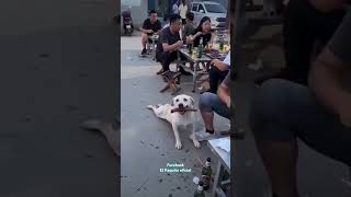 Tramposo el firulay 🐕😹 #funny #comedy #gatogracioso