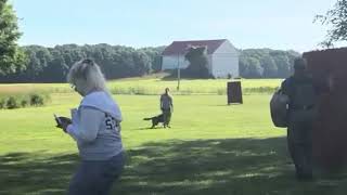 Video preview image #1 German Shepherd Dog Puppy For Sale in FREDERICKTOWN, OH, USA