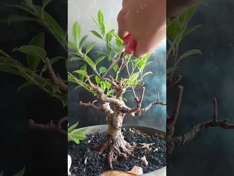 How to make ficus Bonsai tree? Branch cutting #ficus #bonsai #bonsaitree