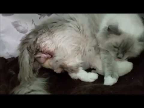 Ragdoll Cat Giving Birth
