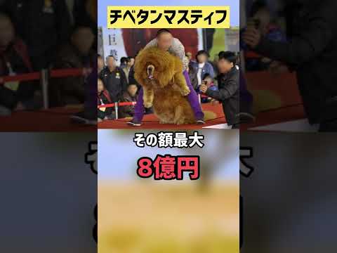 チベタン・マスティフ