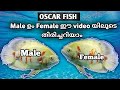 how to identify oscar male and female in malayalam/Oscar/oscar malayalam/oscar fish farming